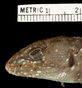 Media type: image;   Herpetology R-174613   shows cataloged_item R-174163 Aspect: head lateral